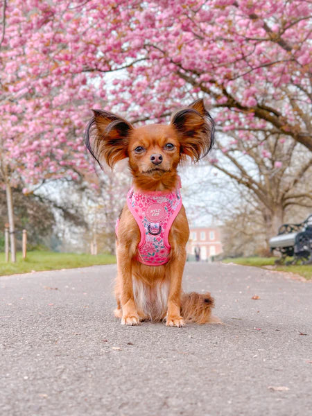 Adjustable Dog Harness | Notting Hill Rosé