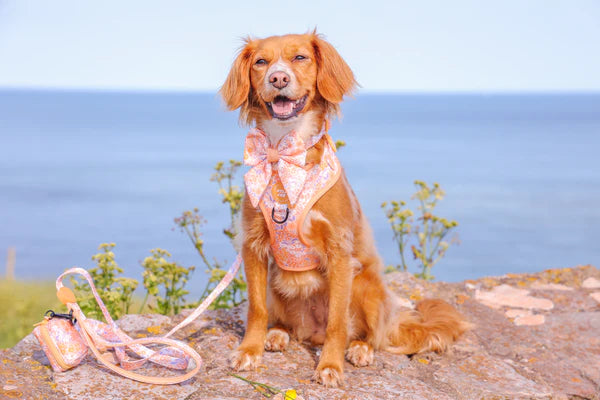 Adjustable Dog Harness | Notting Hill Buttercup