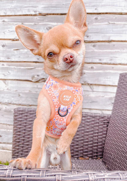 Adjustable Dog Harness | Notting Hill Buttercup