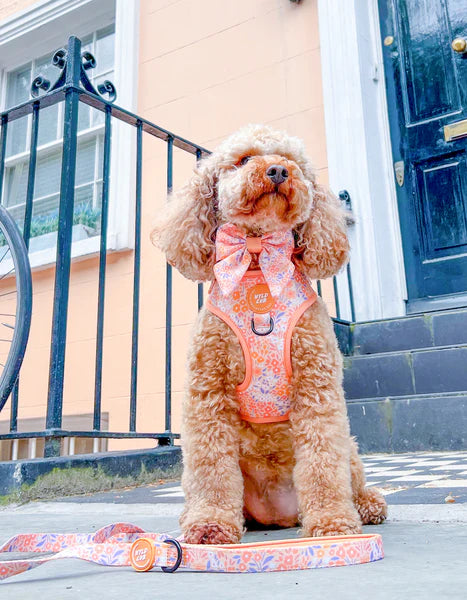 Adjustable Dog Harness | Notting Hill Buttercup