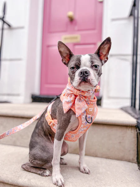 Adjustable Dog Harness | Notting Hill Buttercup