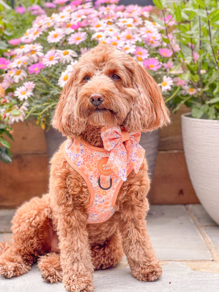 Adjustable Dog Harness | Notting Hill Buttercup