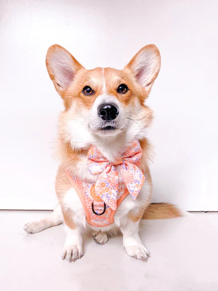 Dog Sailor Bow Tie | Notting Hill Buttercup