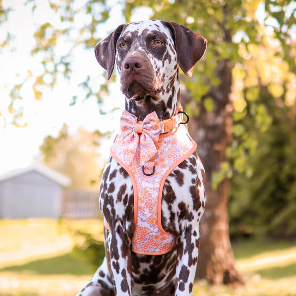 Adjustable Dog Harness | Notting Hill Buttercup