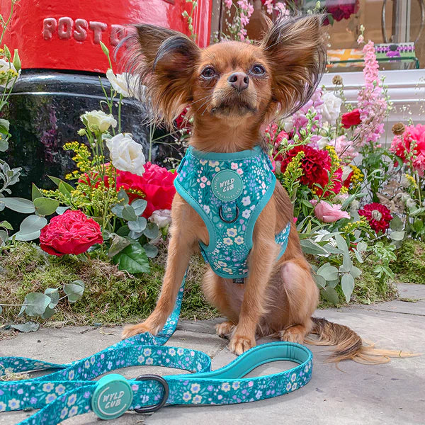 Adjustable Dog Harness | Notting Hill Mint