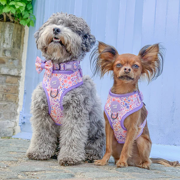 Adjustable Dog Harness | Notting Hill Lilac