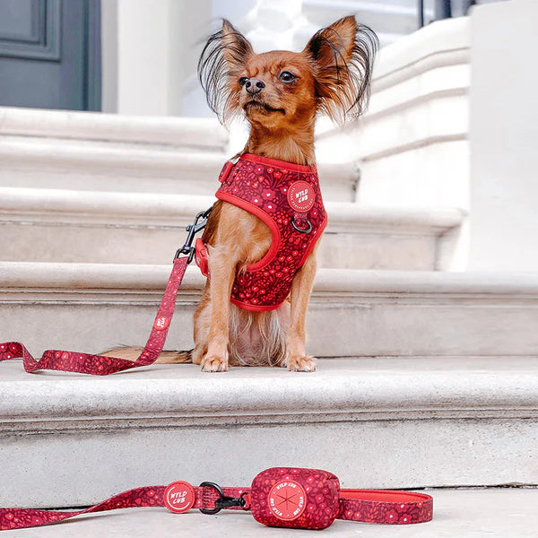 Dog Leash | Notting Hill Mulberry