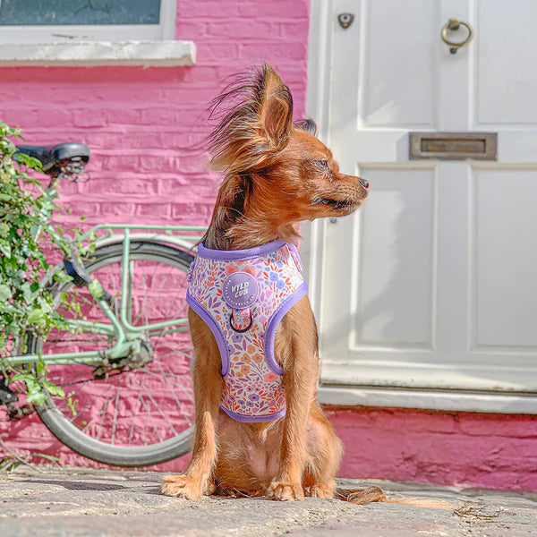 Adjustable Dog Harness | Notting Hill Lilac