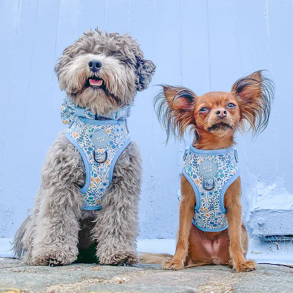 Adjustable Dog Harness | Notting Hill Sky