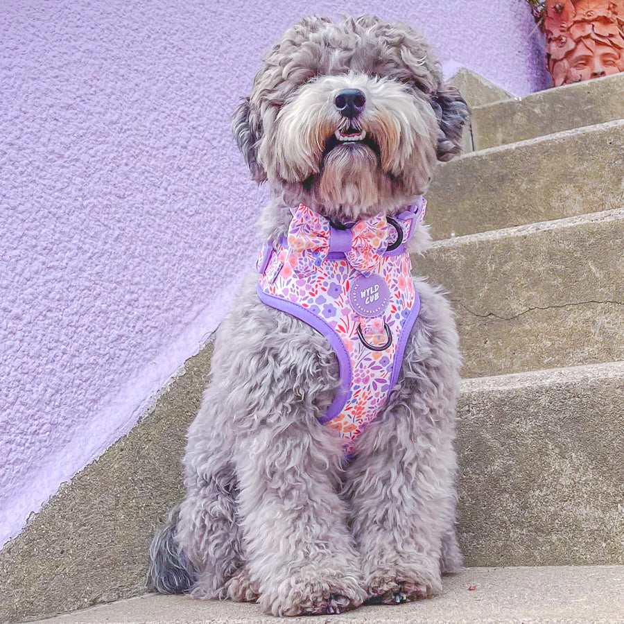 Adjustable Dog Harness | Notting Hill Lilac