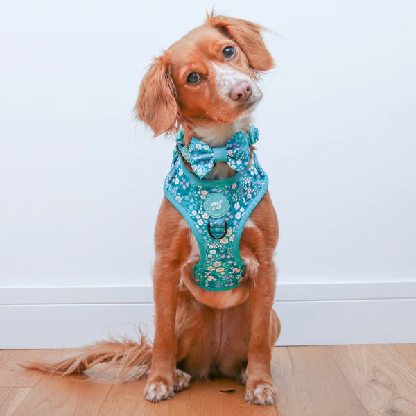 Adjustable Dog Harness | Notting Hill Mint