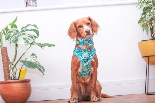 Dog Bow Tie | Notting Hill Mint