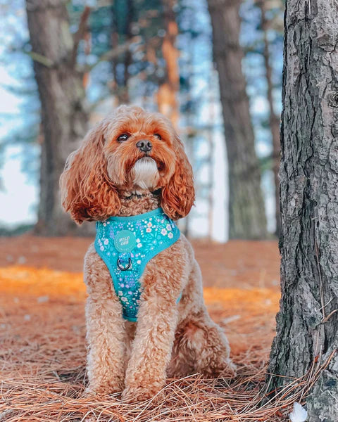 Adjustable Dog Harness | Notting Hill Mint