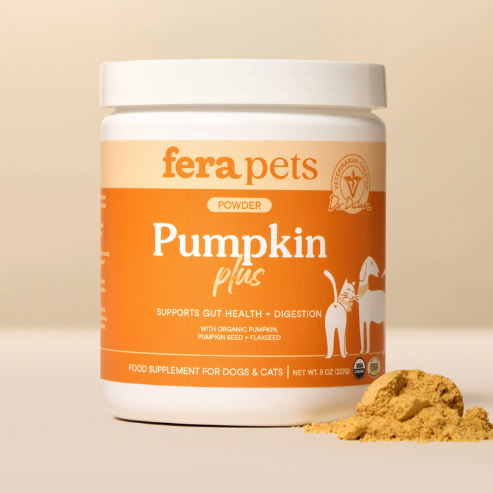 Pumpkin Plus