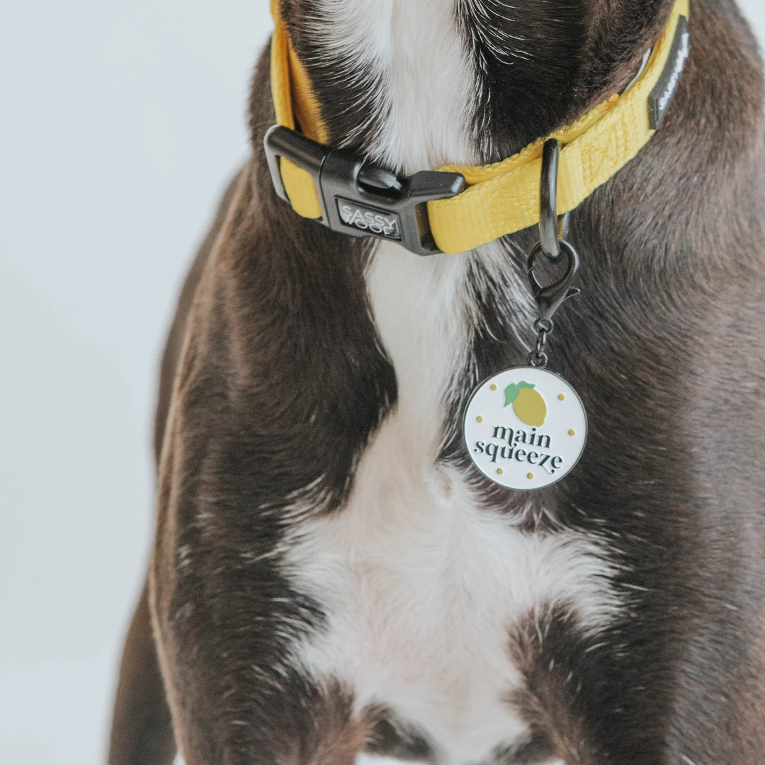 Dog Collar Tag | Main Squeeze