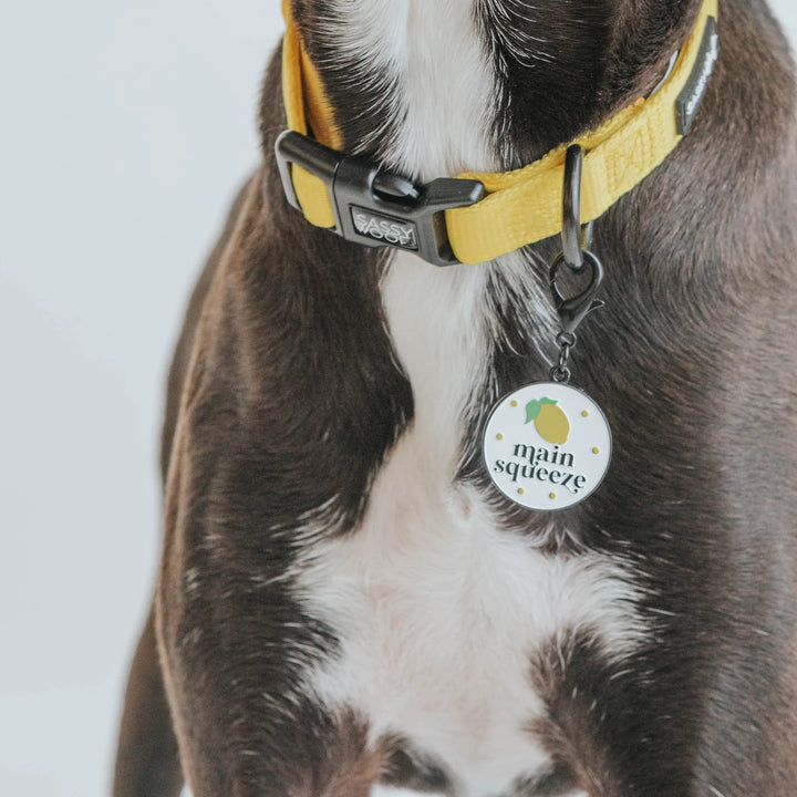 Dog Collar Tag | Main Squeeze