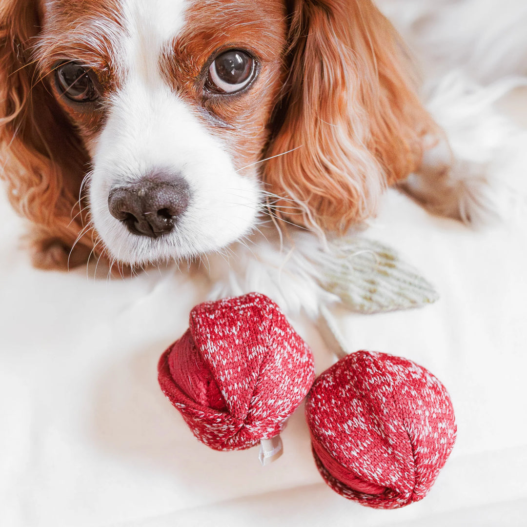 Cherry Pop