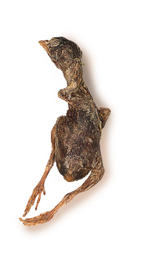 Whole Quail
