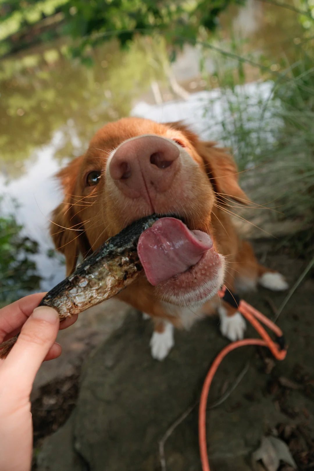 Whole Sardines