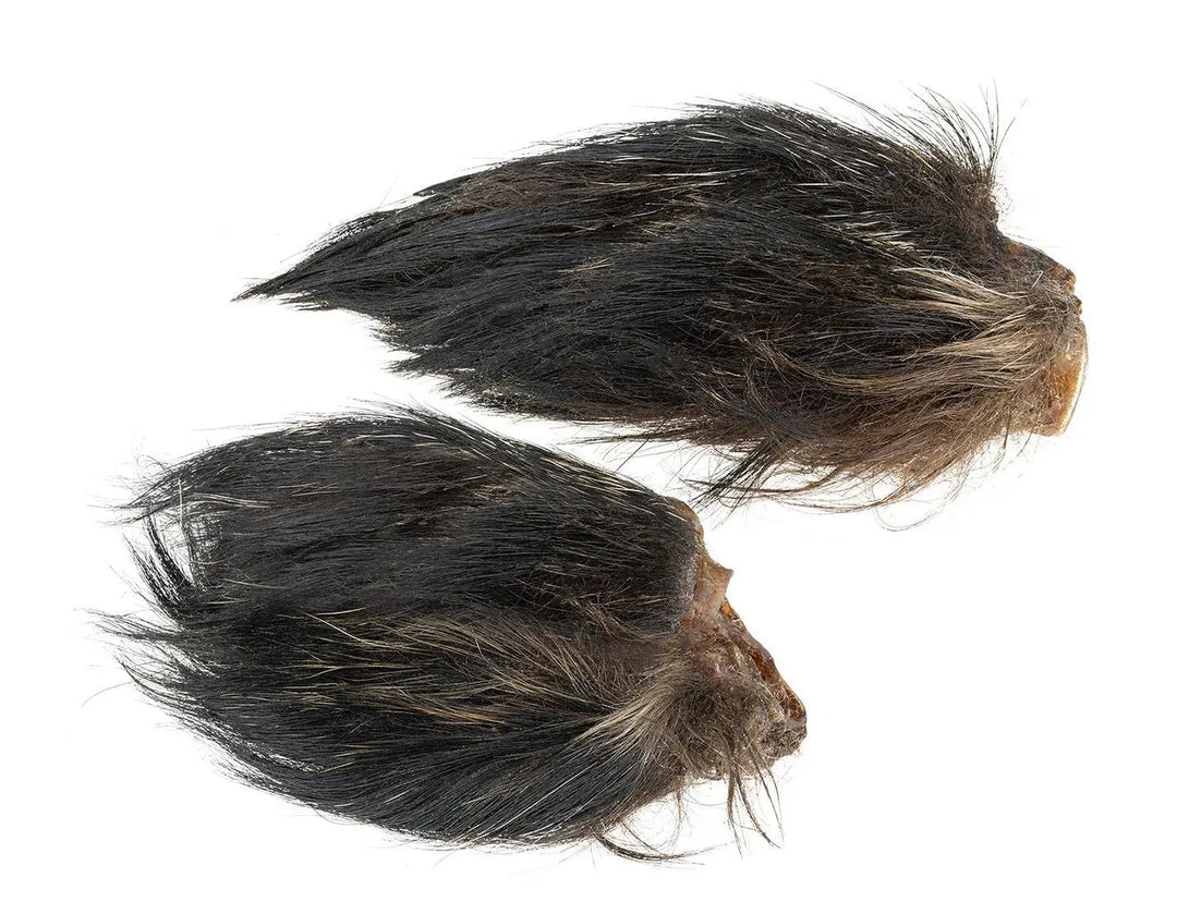 Hairy Boar Ear