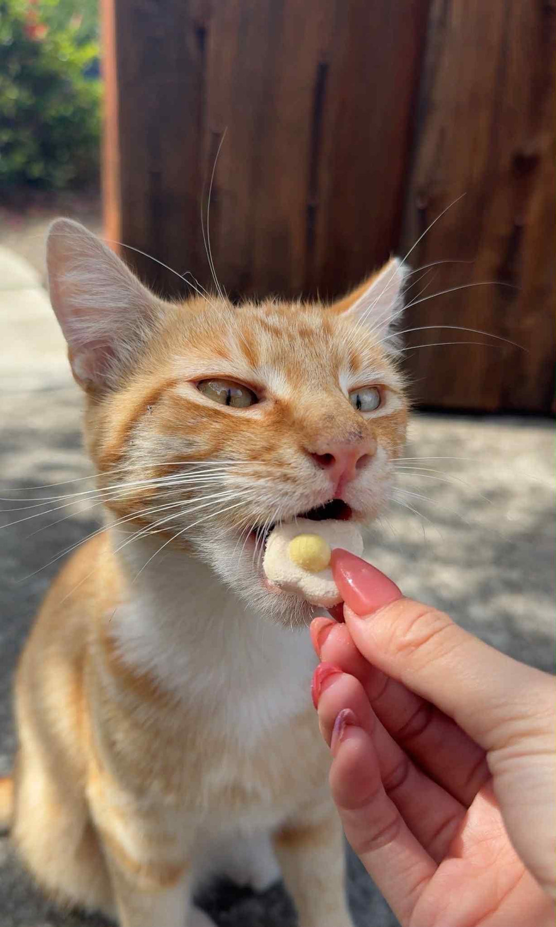 Freeze Dried Egg Pet Treats