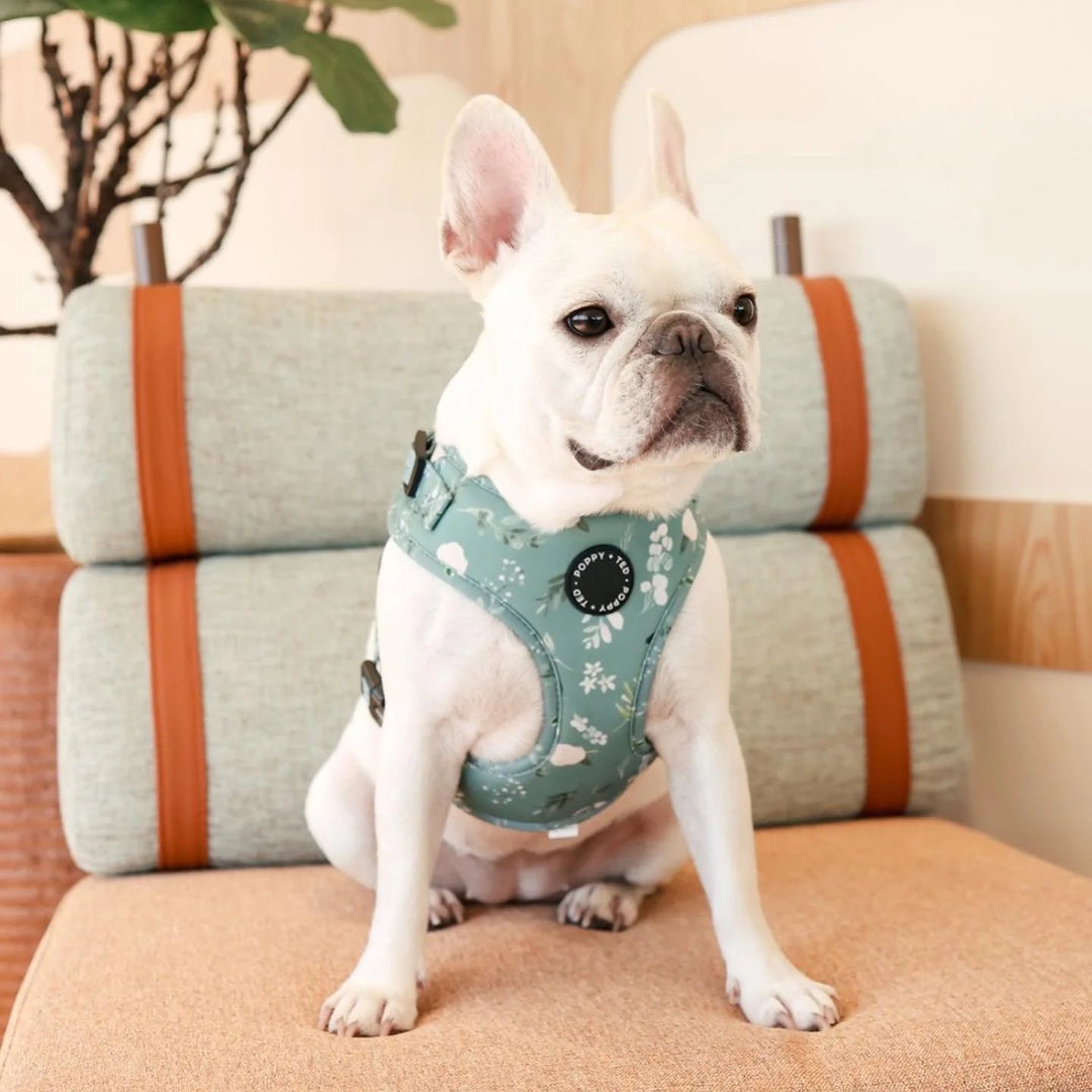 Adjustable Dog Harness | Botanical Garden