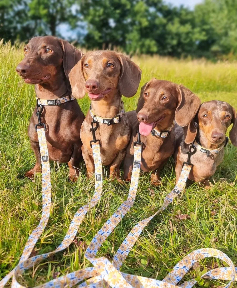 Dog Collar | Sunflower Meadow