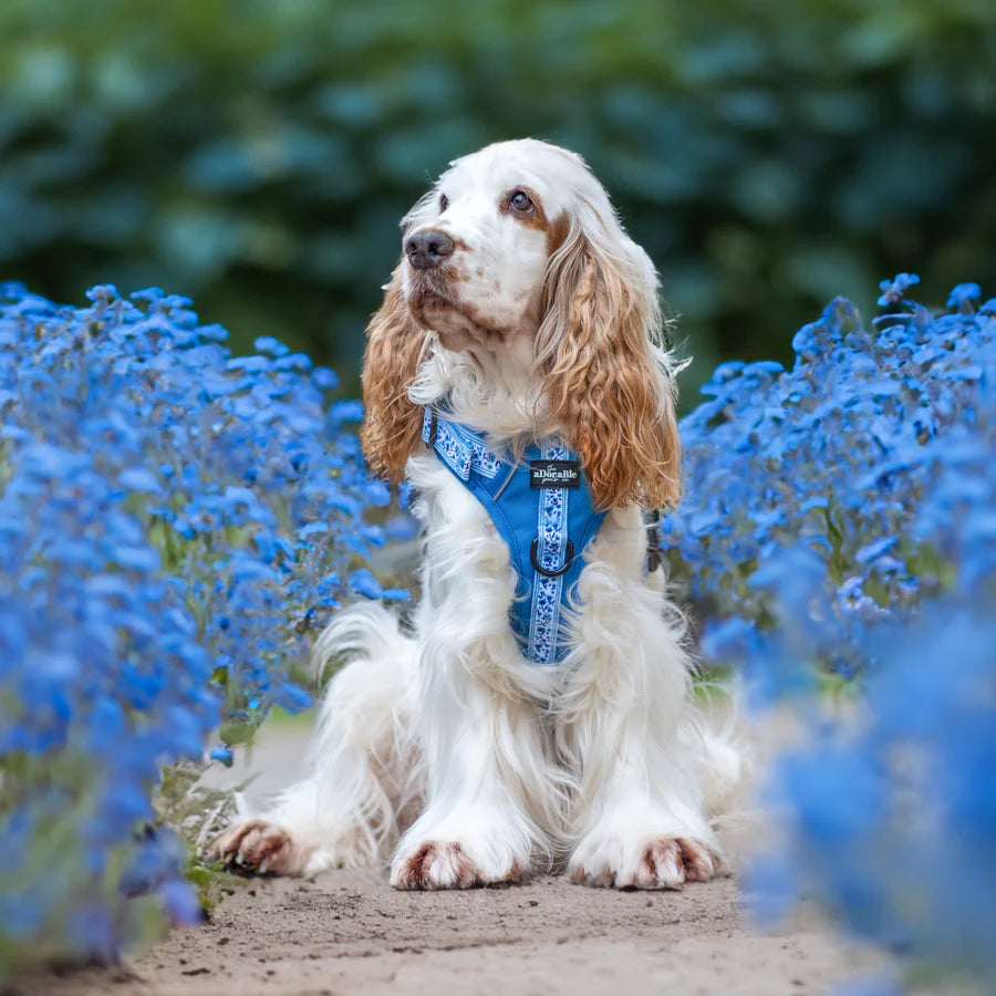 Hike & Go™ Harness | Cornflower Bloom