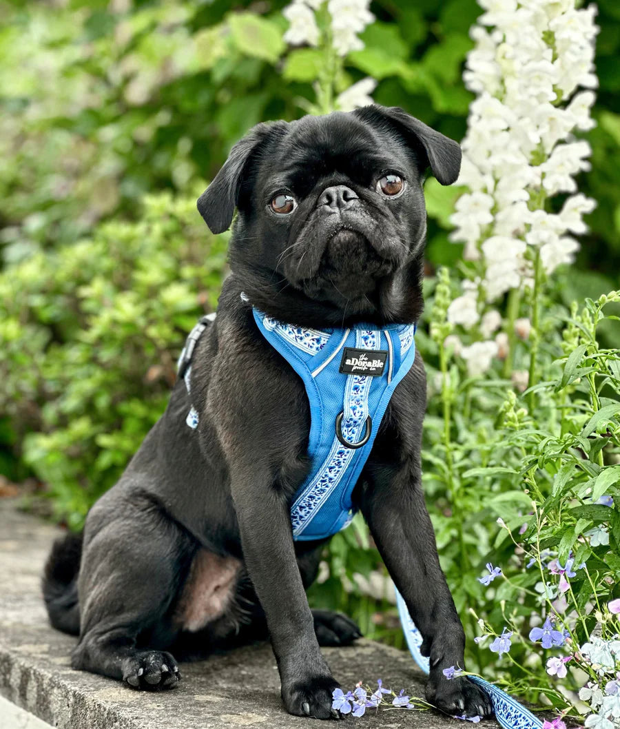 Hike & Go™ Harness | Cornflower Bloom