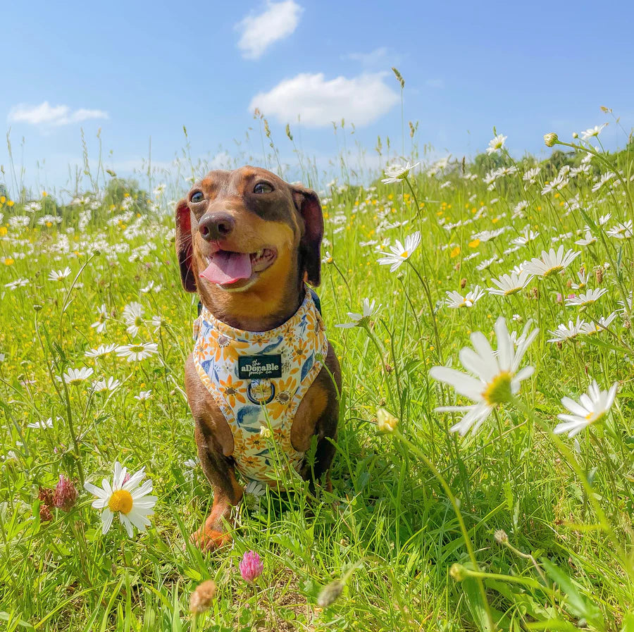 Adjustable Harness | Sunflower Meadow