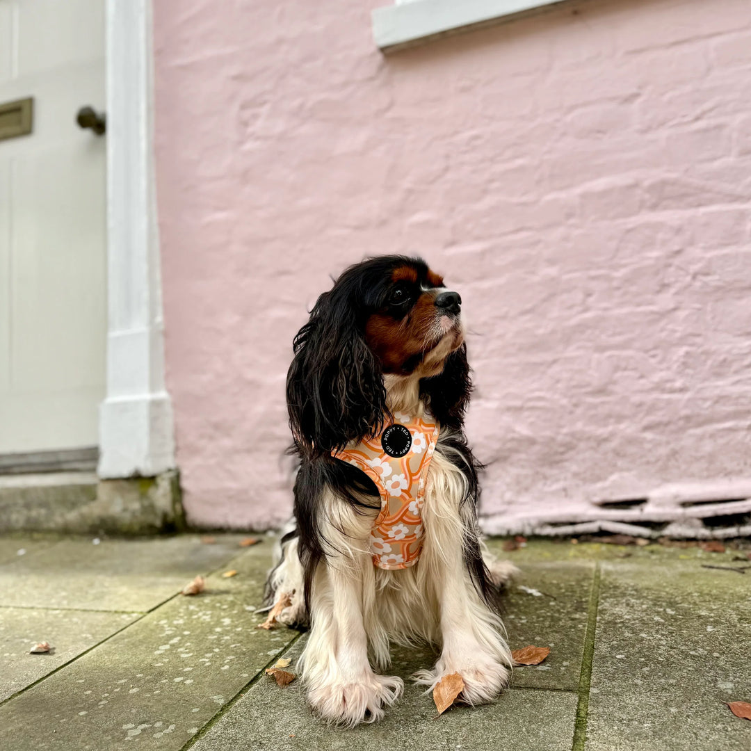 Adjustable Dog Harness | Marshmallow Maize