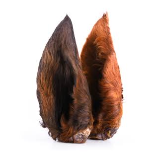 Hairy Horse Ear