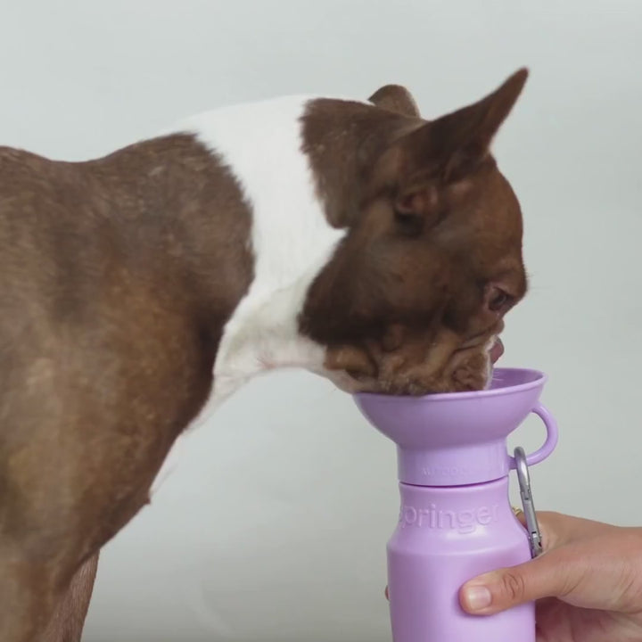 15oz Original Dog Travel Water Bottle