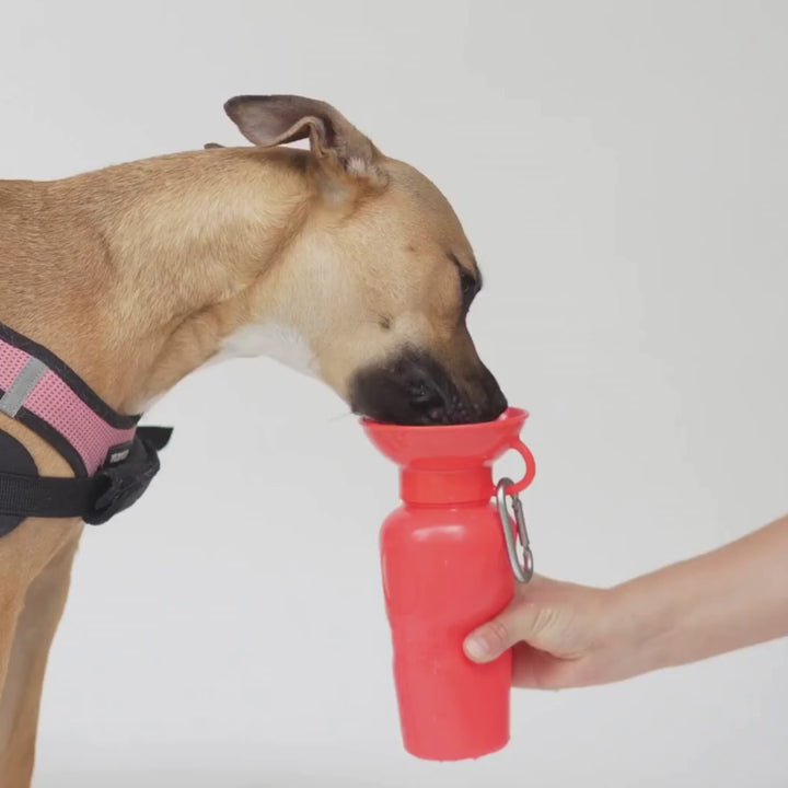 22oz Original Dog Travel Water Bottle