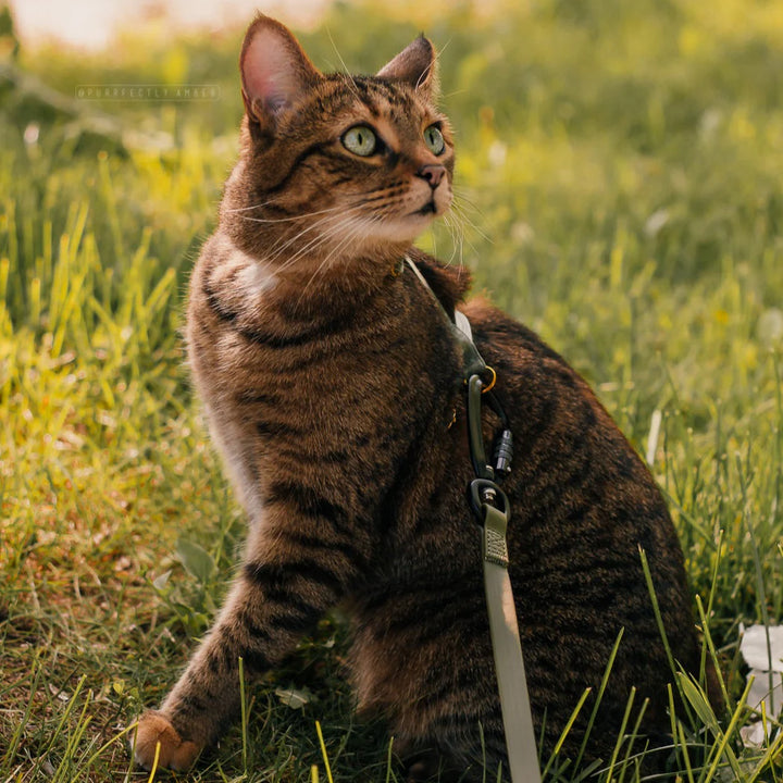 Apex | Ultralight & Skinny Leash