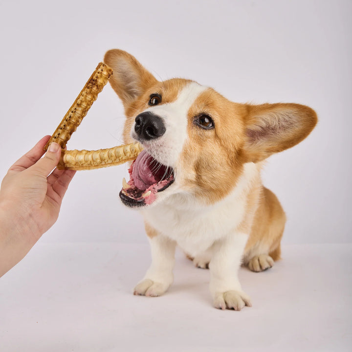 Australian Gummy Shark Cartilage
