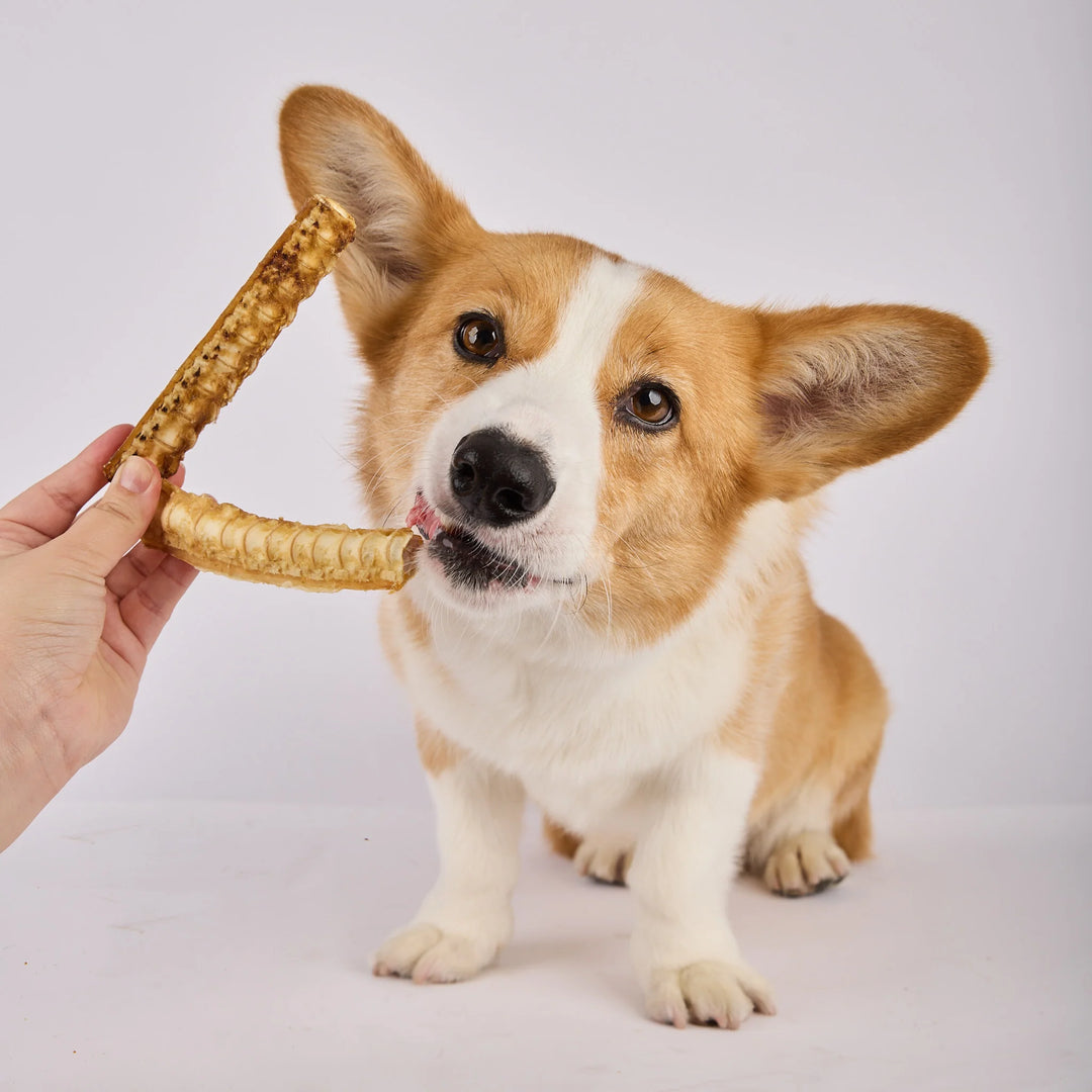 Australian Gummy Shark Cartilage