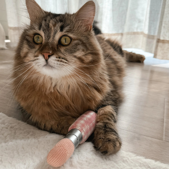 Kitty Lipstick