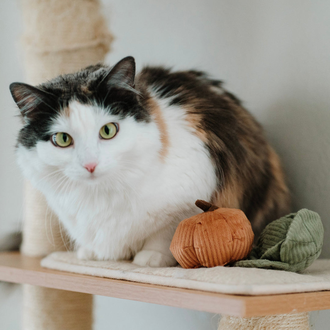 Kitty Veggie Set